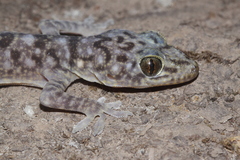 Gekko scientiadventura