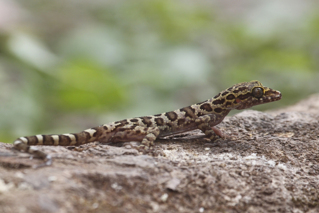 Borikhamxay Bent-toed Gecko from Khammouane Province, Laos on May 12 ...