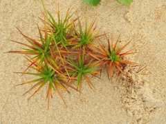 Cyperus pedunculatus
