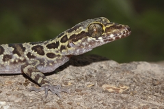Cyrtodactylus teyniei
