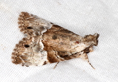 Alophosoma emmelopis