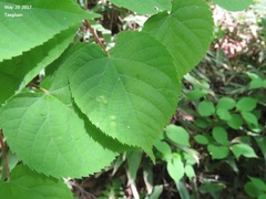 Tilia mandshurica