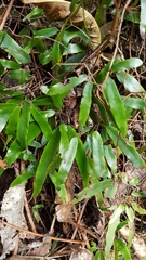 Lygodium articulatum
