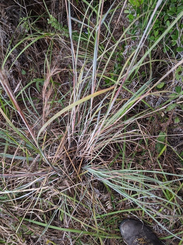Andropogon cretaceus image