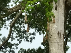 Psarocolius decumanus