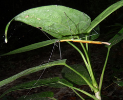 Paramarmessoidea