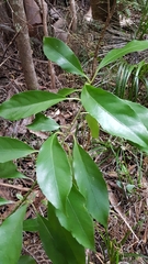 Melicytus macrophyllus
