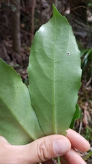 Melicytus macrophyllus