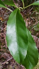 Melicytus macrophyllus
