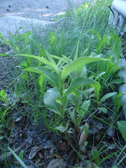 Epipactis papillosa