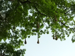 Psarocolius decumanus