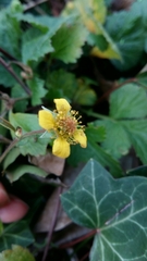 Geum urbanum