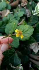 Geum urbanum