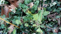 Geum urbanum