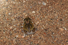 Platyplectrum spenceri