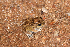 Platyplectrum spenceri