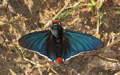 Elbella intersecta