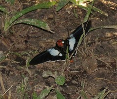 Elbella intersecta