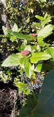Viburnum tinus