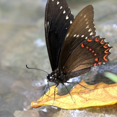 Papilio menatius morelius
