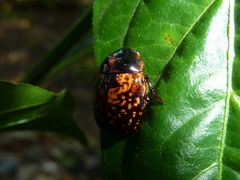 Parastasia percheroni