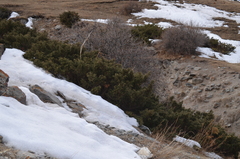 Juniperus pseudosabina