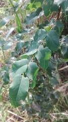 Berberis alpina