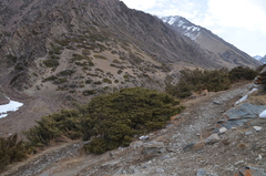 Juniperus pseudosabina