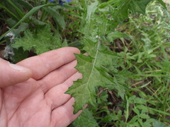 Carduus pycnocephalus image