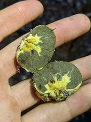 Truncocolumella citrina