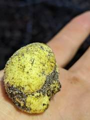 Truncocolumella citrina