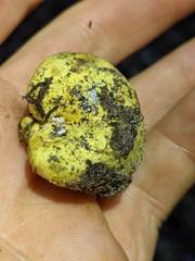 Truncocolumella citrina