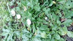 Bellis perennis