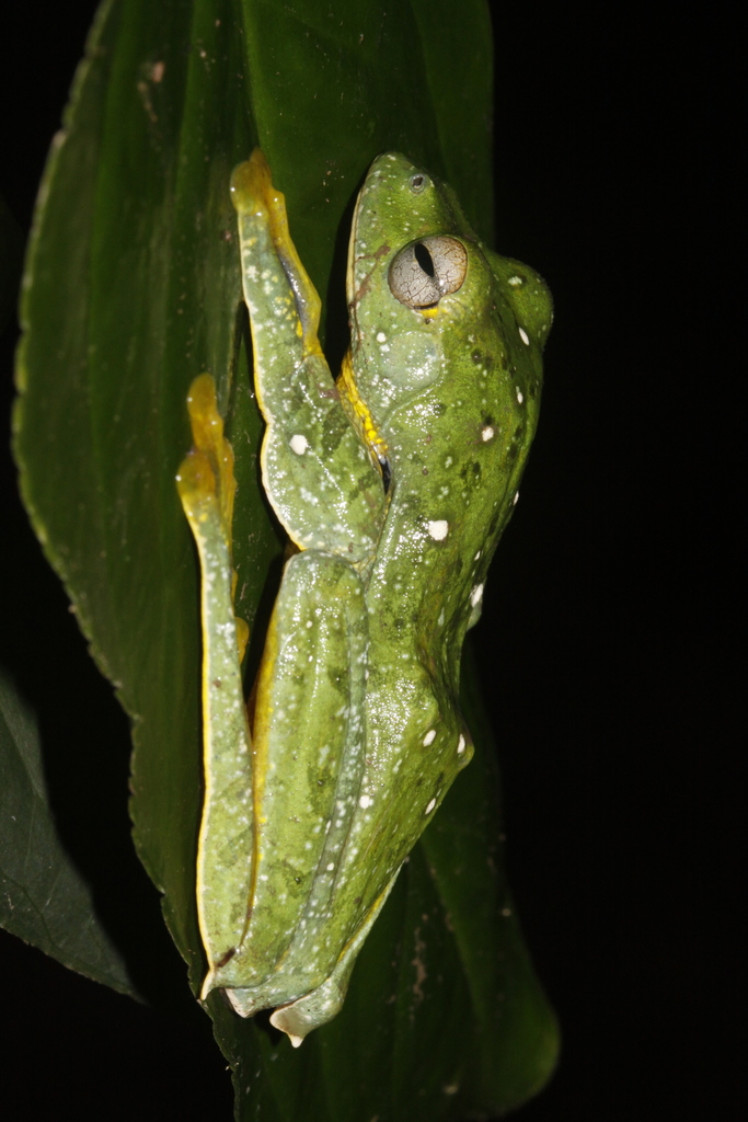 Black-webbed Flying Frog from Khammouane Province, Laos on May 15, 2012 ...