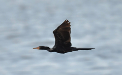 Microcarbo africanus