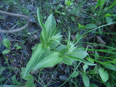 Epipactis papillosa