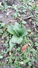 Himantoglossum hircinum