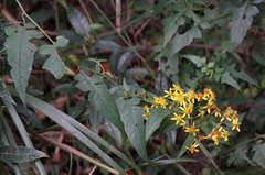 Senecio scandens incisus