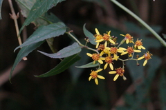 Senecio scandens incisus