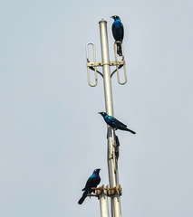 Lamprotornis splendidus
