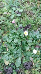 Bellis perennis