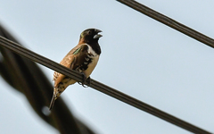 Spermestes cucullata