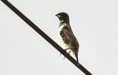 Spermestes cucullata