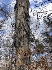 Carya carolinae-septentrionalis