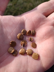 Ruttya fruticosa