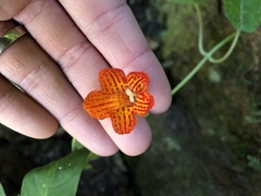 Achimenes pedunculata