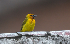 Ploceus brachypterus