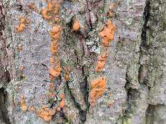 Myxomycetes