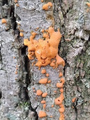 Myxomycetes