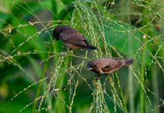 Spermestes cucullata